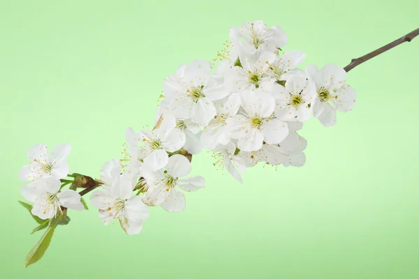 Kirschblütenzweig — Stockfoto