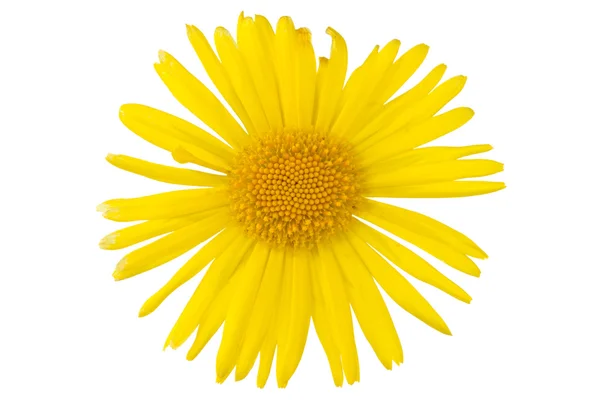 Gult daisy blomman — Stockfoto