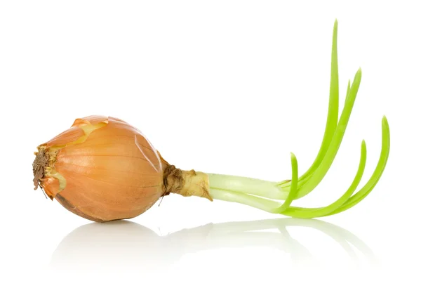 stock image Old onion bulb with sprouts