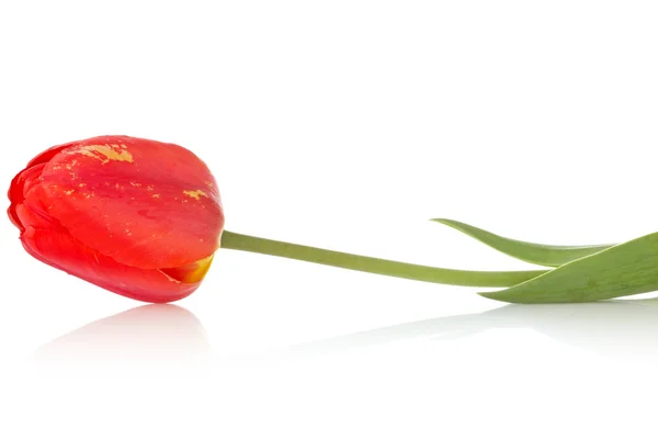 Rote Tulpe mit Reflexion — Stockfoto