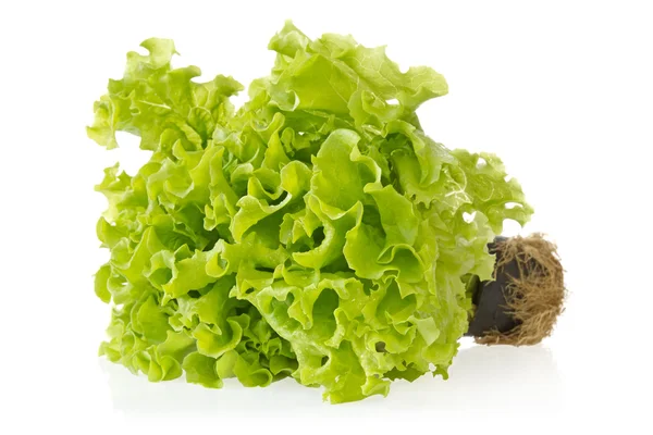 Green lettuce with reflection on white — Stock Photo, Image
