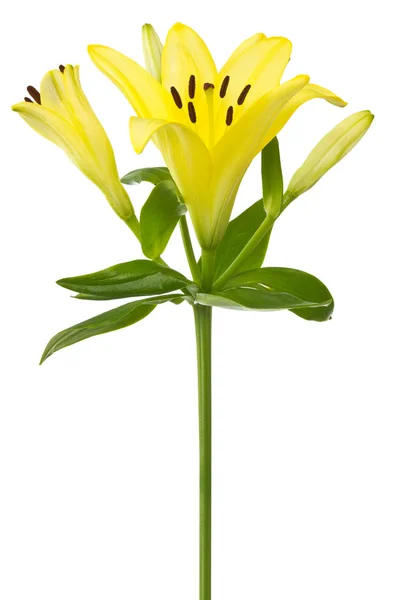 Flor de lírio amarelo — Fotografia de Stock
