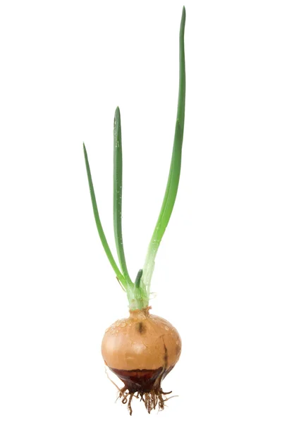 Onion with green sprouts — Stock Photo, Image