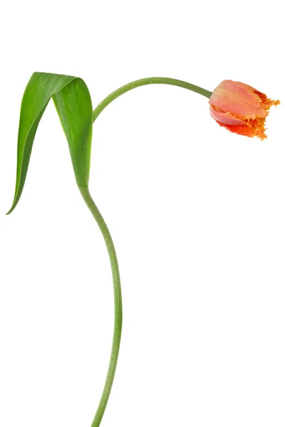 Красный тюльпан изолирован на белом — стоковое фото
