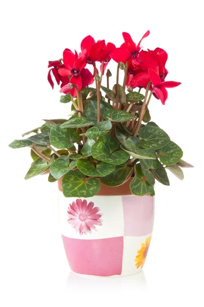Piros-Ciklámen virág pot — Stock Fotó