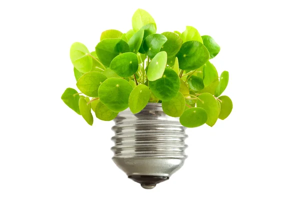 Grön växt växer ur en glödlampa — Stockfoto