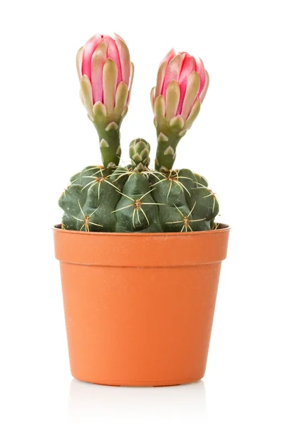 Virágzó kaktusz, mint egy fehér háttér — Stock Fotó