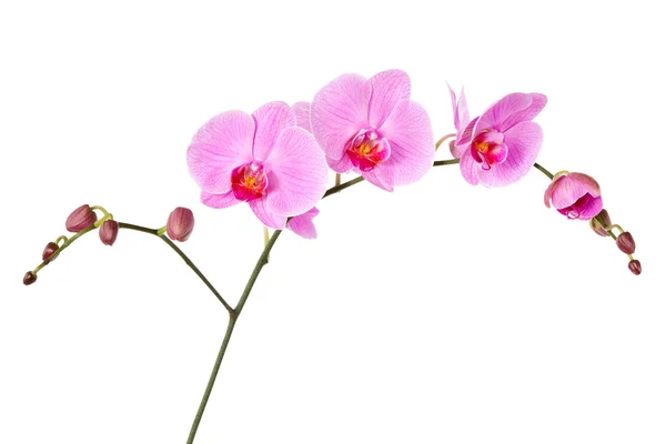 Розовая орхидея, изолированная на белом — стоковое фото