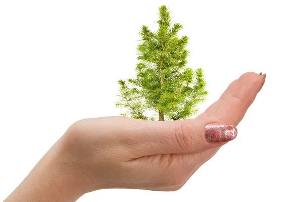 Fir tree in hand — Stock Photo, Image