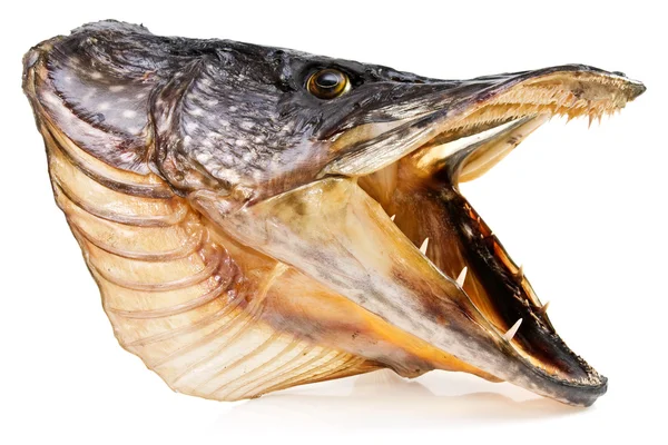 Testa di pesce luccio su sfondo bianco — Foto Stock
