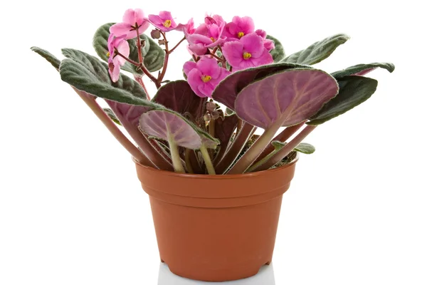 Pot with blooming plant — Stock Photo, Image