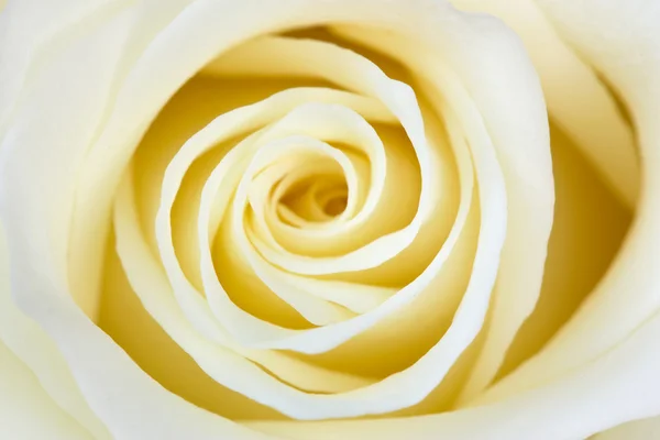 美しい白バラ — ストック写真