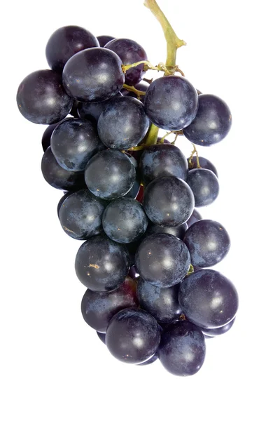 Grappolo di uva blu isolato su bianco — Foto Stock