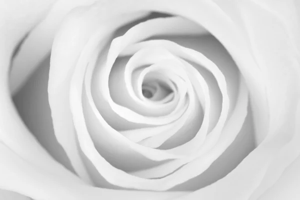 stock image B/w rose