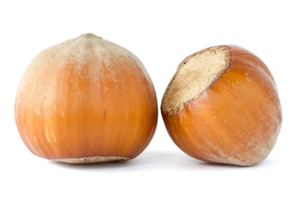 2 말린된 헤이즐넛 — 스톡 사진