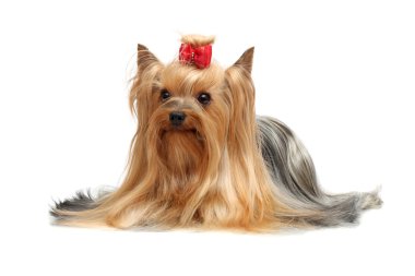 Adult dog yorkshire terrier clipart