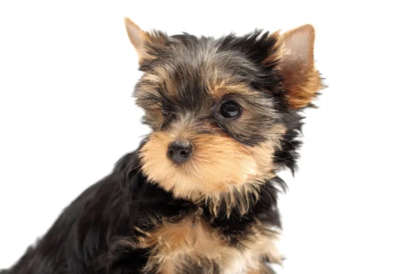 stock image The puppy yorkshire terrier