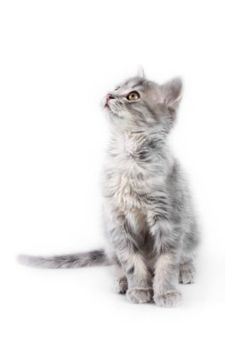 Grey kitten clipart