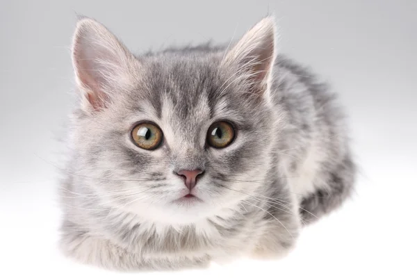 Портрет серого котенка — стоковое фото