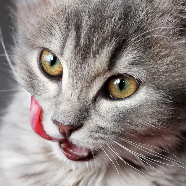 Kitten licking lips — Stock Photo, Image