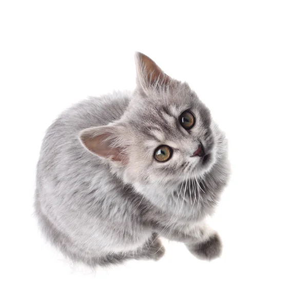 Gri kedi yavrusu Stok Fotoğraf
