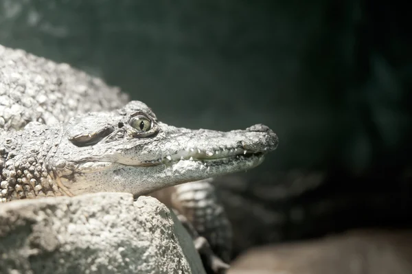 Crocodile colombien — Photo