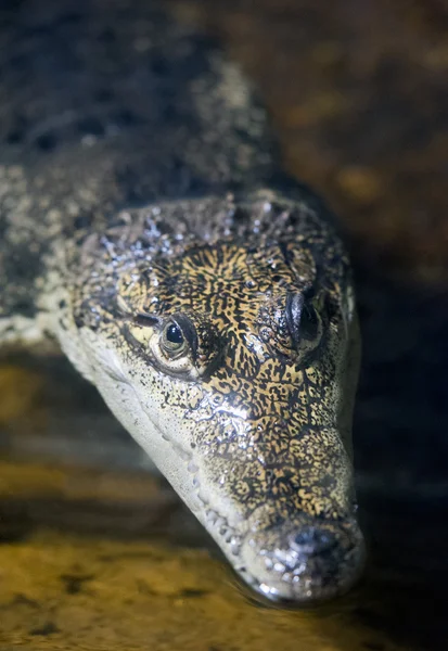 Колумбийский крокодил — стоковое фото
