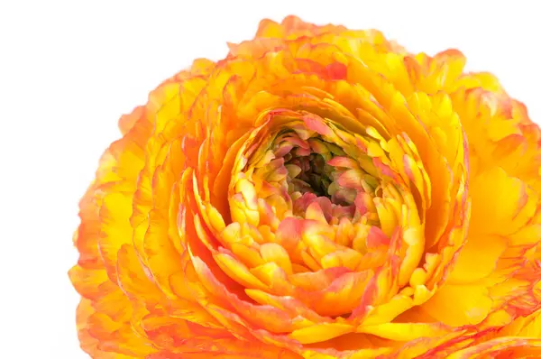 赤と黄色の花 — ストック写真