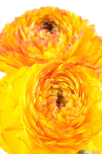 Red and yellow flower — Stock Photo, Image