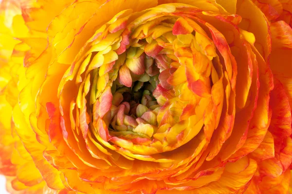 Κόκκινο και κίτρινο λουλούδι — Φωτογραφία Αρχείου