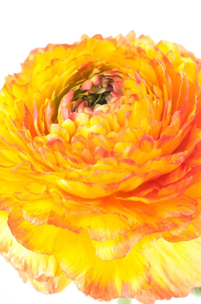 Flor roja y amarilla — Foto de Stock