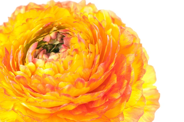 빨강 과 노랑 꽃 — 스톡 사진