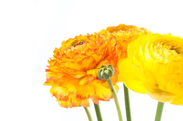 Röda och gula blomma närbild — Stockfoto
