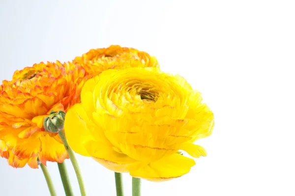 Röda och gula blomma närbild — Stockfoto