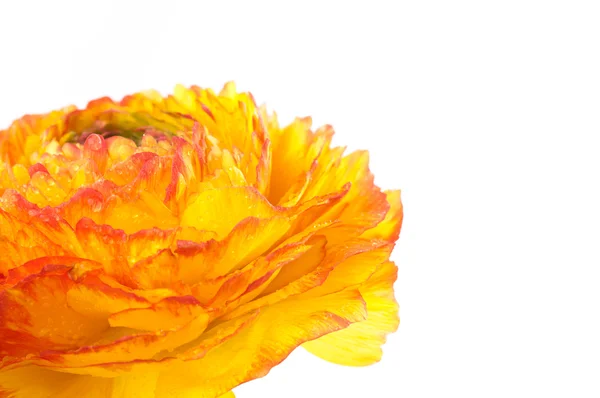 Κόκκινο και κίτρινο λουλούδι closeup — Φωτογραφία Αρχείου