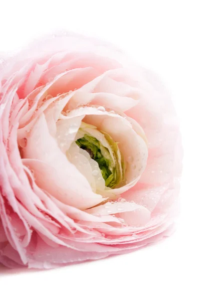 하얀 배경에 있는 분홍 꽃 — 스톡 사진