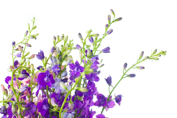 Purple wildflowers closeup — Stock Photo, Image