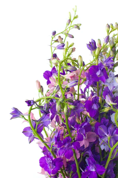 Фиолетовые полевые цветы крупным планом — стоковое фото