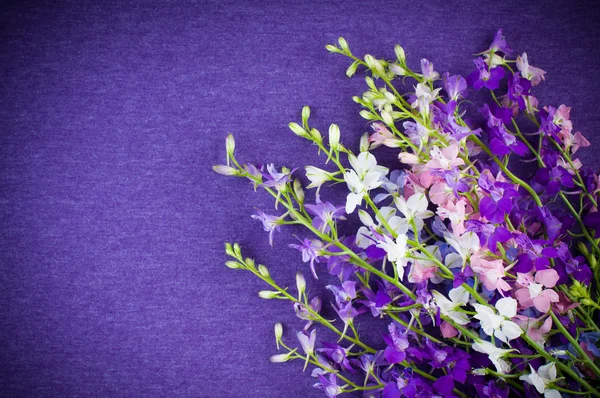 Bakgrund med lila blommor — Stockfoto