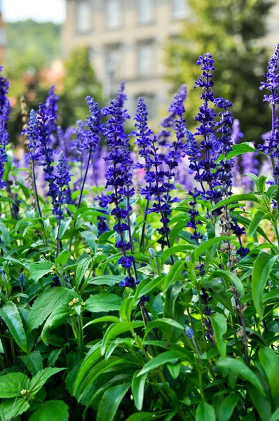 stock image City flowers