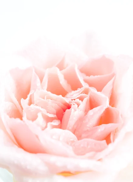 Rose con gocce d'acqua — Foto Stock