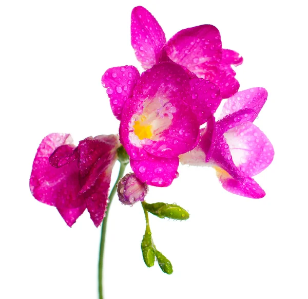 Branch of pink freesia — Stock Photo, Image
