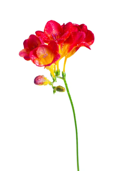 Branch of red and yellow freesia — Stock Photo, Image