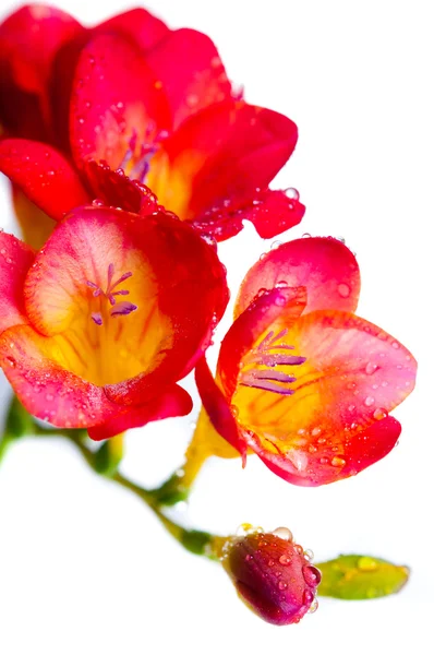 Fiori rossi e gialli di fresia — Foto Stock