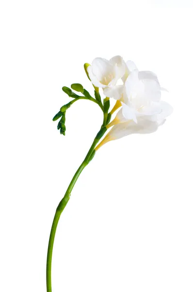 Branch of white freesia — Stock Photo, Image