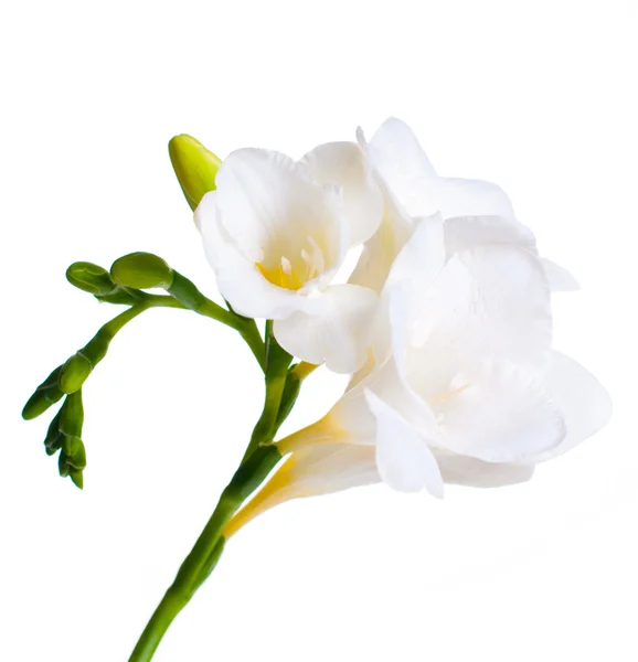 Nahaufnahme von White Freesia — Stockfoto