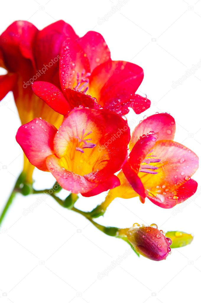 Red and yellow flowers of freesia