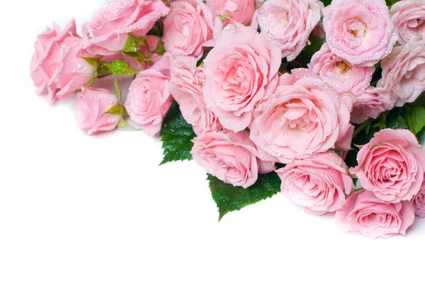 Rosas rosa molhadas em um fundo branco — Fotografia de Stock