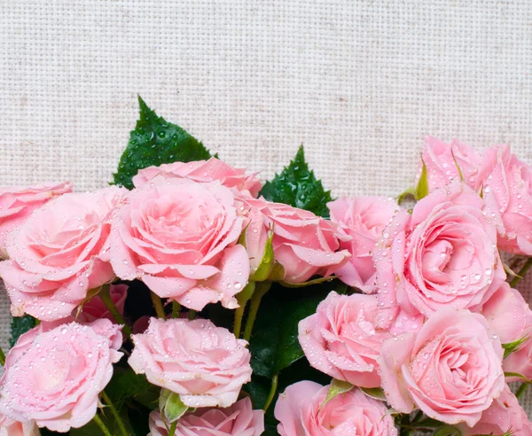 Nasse rosa Rosen auf grauem Leinenstoff — Stockfoto