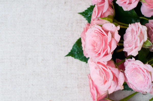 Rosas rosa molhadas em um tecido de linho cinza — Fotografia de Stock